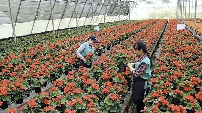 Thanks to smart agriculture application, Da Lat Hasfarm Company has won the Gold Winner Award for cut flowers and bulbs by the International Association of Horticultural Producers in February 2020. (Photo: NDO/Mai Van Bao)