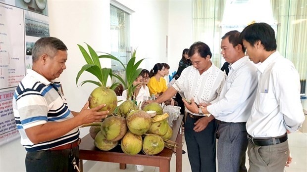Sap coconut seedlings on display at a seminar held in Tra Vinh Province last year. (Photo: VNA)