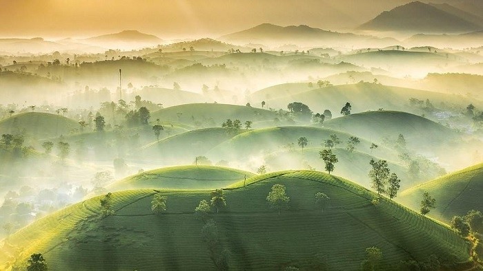 Vu Trung Huan's entry featuring Long Coc Tea Hill in Phu Tho province. (Photo: photocrowd.com)