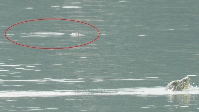 A photo confirming the existence of a second large softshell turtle (in red circle) in Dong Mo Lake, with the other giant one in the far-right corner. (Photo: Nguyen Van Trong - ATP/IMC)