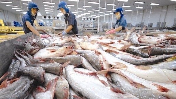 Vietnam’s shark catfish exports to the US reached US$133.7 million in the first seven months of 2020.