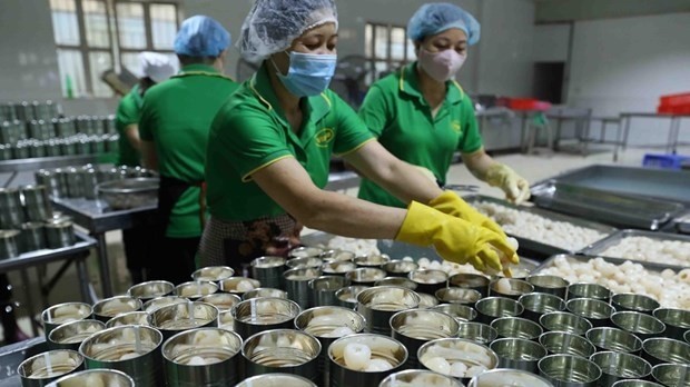Workers process lychee for export at a factory of the Vifoco Import Export JSC. (Photo: VNA)