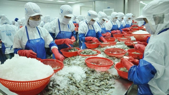 Shrimp processing at Thong Thuan Company