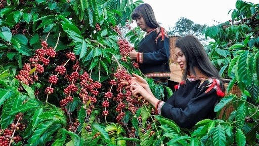 Coffee is one of Vietnam’s main exports to the US. 