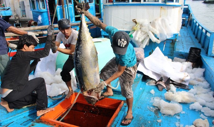 SFDA has initially allowed a number of Vietnamese enterprises to export wild catch fish to Saudi Arabia. (Illustrative image/ Ky Nam)