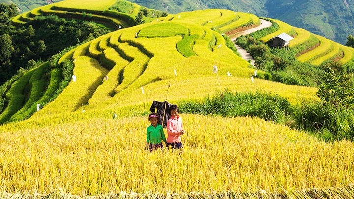 Innocence on the golden rice fields