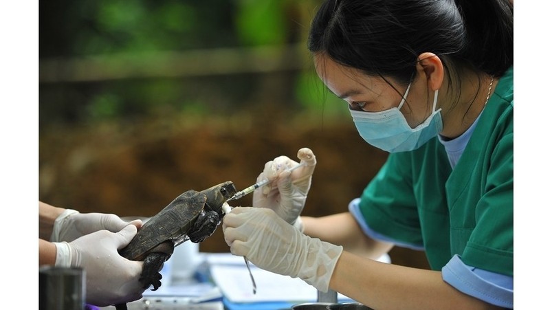 A staff of Cuc Phuong Turtle Conservation Centre conducts regular medical check-up for wild turtles. (Photo: VNA)