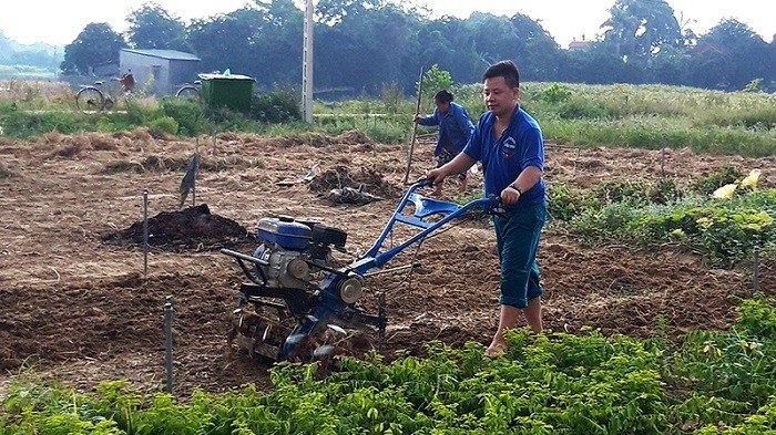 A young member of the Tan Vinh Agro-Forestry-Irrigation Cooperative in Hoa Binh Province ploughs to prepare for new crop cultivation. (Photo: NDO/Linh Phan)