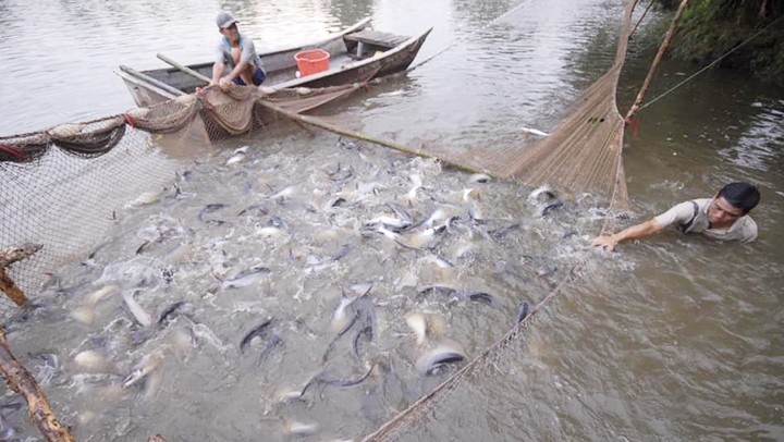 Tra fish harvesting in Long Xuyen, An Giang province. (Photo: THANH PHONG)