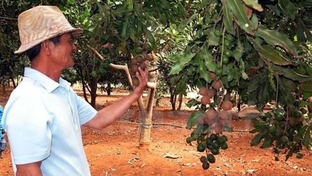 Macadamia trees have had a positive impact by creating jobs and improving incomes for about 10,000 rural households. (Illustrative photo: VNA)