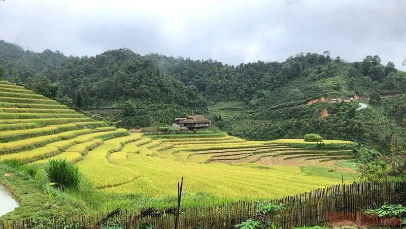 A house facing golden rice fields in Bac Ha 