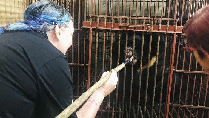 Veterinarians feed the bear and check its health.