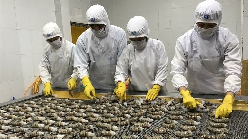 In the January-September period, shrimp export revenue posted at US$2.7 billion, up 10.5% over the same period last year. (Photo: Nhat Ho)