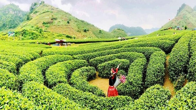 The heart-shaped tea hill in Moc Chau district is an attractive destination for visitors to Son La province. 