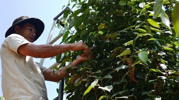 Vietnam’s pepper prices are expected to surge as pepper prices have started moving up globally. (Photo: VNA)