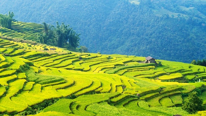 The forest and mountain in Y Ty Commune gradually create a golden carpet in the season of ripening rice