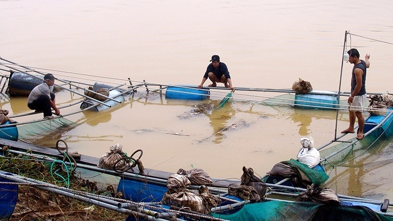 Farmers in Quang Phu commune, Quang Dien district, Thua Thien Hue province restoring fish cages on Bo River. 
