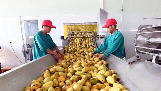 The mango production line of Southern Nafoods Joint Stock Company (Photo: DANH LAM)
