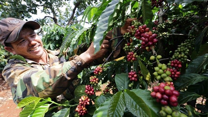 A farmer tends coffee trees in Ia Kla commune of Duc Co district, the Central Highlands province of Gia Lai. Coffee exports bring home more than US%2 billion each year. (Photo: VNA)