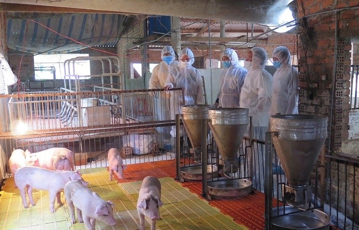 Under the national plan on ASF prevention and control (2020-2025), Vietnam aims to have 500 safe pig breeding facilities and 50 safe pork production chains. (Illustrative photo)