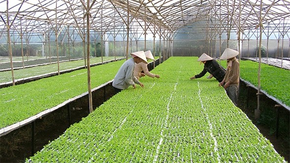 Organic vegetable production in Don Duong district, Lam Dong province. (Photo: dien dan doanh nghiep)