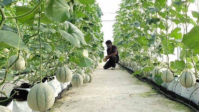 A hi-tech muskmelon farming model at Hoa Vang Fruit and Vegetable Cooperative, Da Nang.