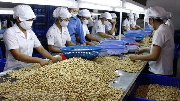 Vietnam expects to export 450,000 tonnes of cashew kernels in the whole of 2020 with a total value of US$3.28 billion. (Photo: VNA)