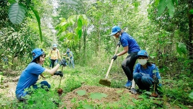 New plants are grown in a forest in the southern province of Dong Nai (Photo: VNA)