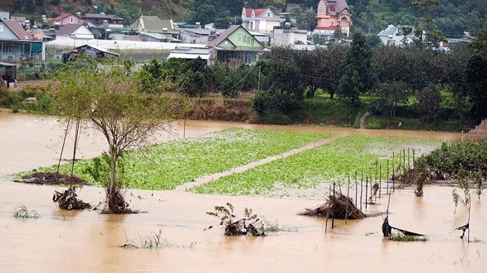 Flooding has submerged vegetable crops along Da Nhim River in Don Duong District, Lam Dong Province. (Photo: NDO/Bao Van)