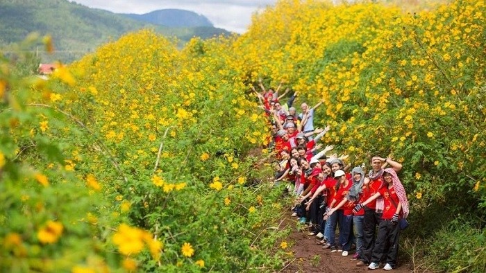 Visitors pose for a group photo amidst blooming glowing wild sun flowers at Ba Vi National Park (Photo: bavi.hanoi.gov.vn)