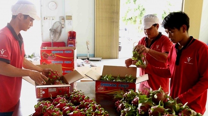 Vietnamese dragon fruit is welcomed in the Australian market. (Photo: VNA)
