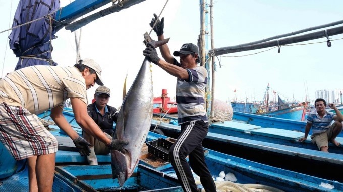 Khanh Hoa province's fishermen catching tuna (Photo: VNA)