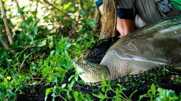 The turtle was photographed before being released back to the lake. (Photo credit: ATP/IMC)