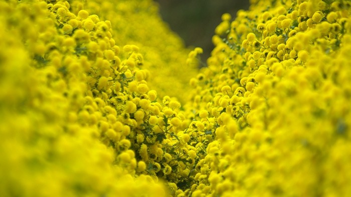 Chrysanthemum flowers are blossoming in yellow over the New Year holiday. (Photo: NDO/Trung Hung)