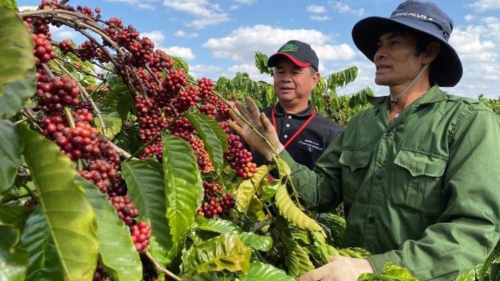 Vietnamese coffee has been shipped to 80 countries and territories, with revenue amounting to US$2.85 billion in 2019. (Photo: VNA)
