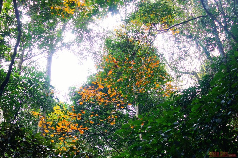 The flora of Xuan Nha National Forest is very diverse, after crossing the bamboo forest, followed by the old forest.