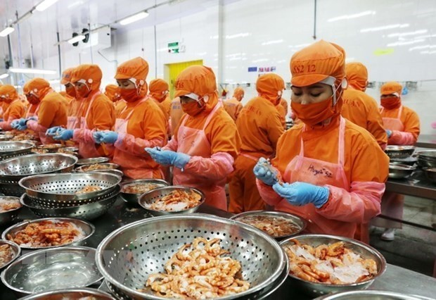 Processing shrimps for exports. (Photo: VNA)