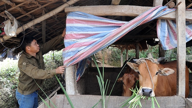 A resident in Tuyen Quang Province covers his cow stall before the arrival of cold air.