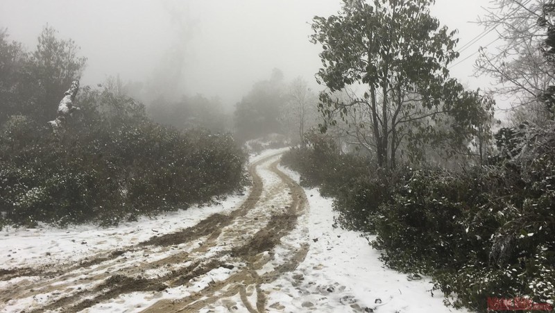 The Y Ta forest is made up of tall trees, especially at the crossroads turn down to Nhiu Co San Primary School and the walkway to Trinh Tuong commune, both of which were fully covered with snow at 9am on January 11.