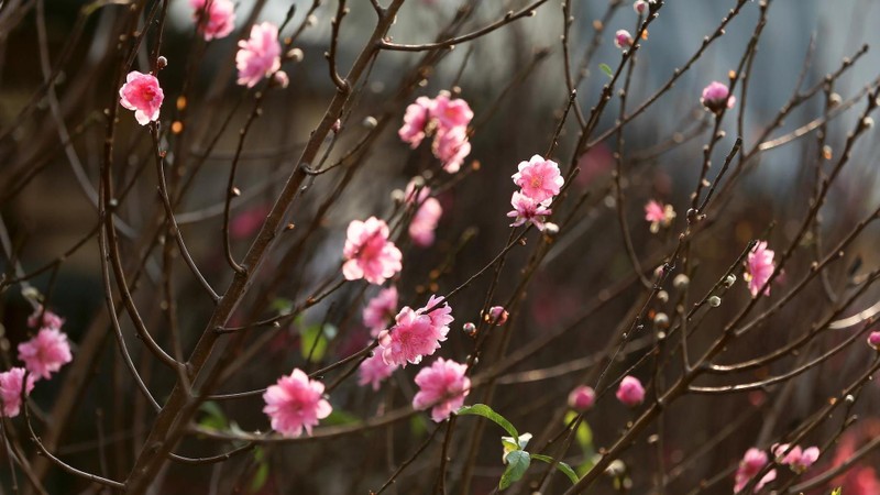 Soft pink flowers appear in full bloom.