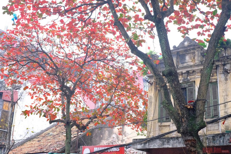 ‘Bang’ is grown in many localities across the country, but nowhere is it considered such a symbol of winter as in Hanoi. The images of Hanoi during this season are as beautiful as the lyrics of the late musician Trinh Cong Son: "Red-leafed ‘bang’ tree, side by side, the old street of the old house, the roof dark brown".