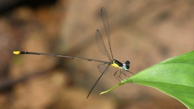 The new damselfly species is found in the Vu Quang and Pu Mat national parks (Photo courtesy of researchers)
