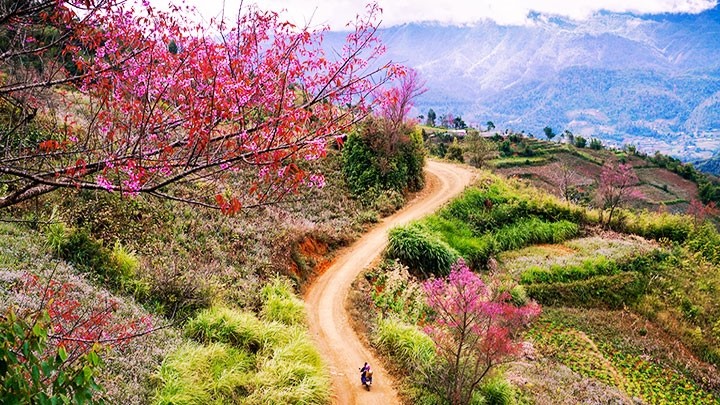 A road in Mu Cang Chai District colourfully decorated with ‘to day’ flowers.