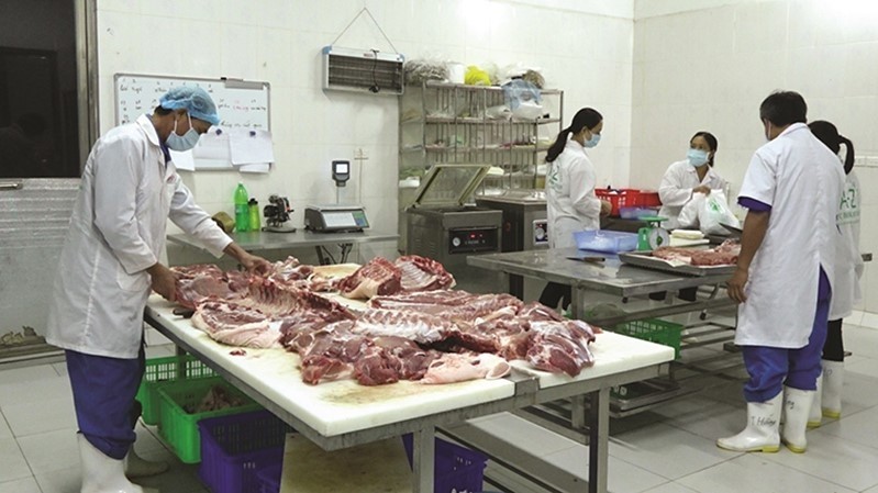 The preliminary processing stage of clean pork products at Hoang Long Livestock Cooperative. 