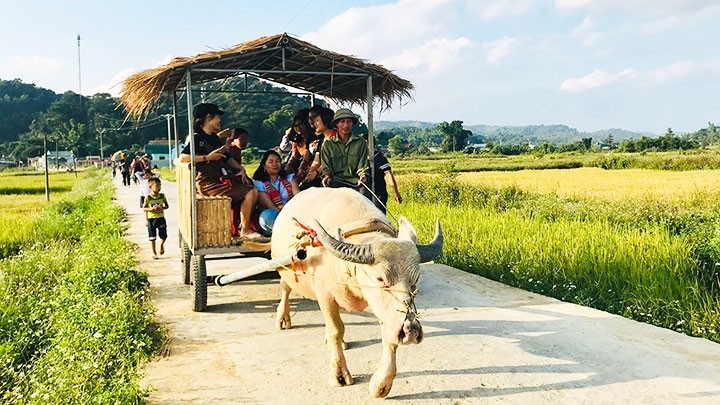 Visitors enjoy a ride on buffalo cart in Che Can Village 