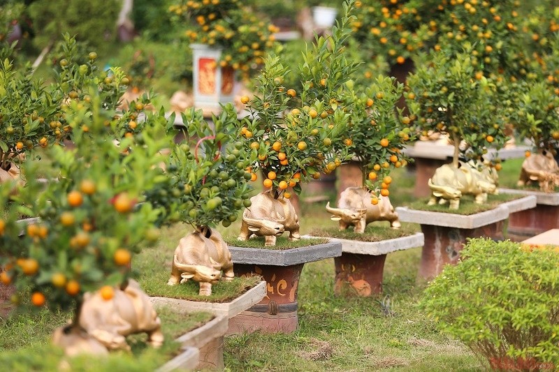 Kumquat trees grown in buffalo-shaped pots to celebrate the Year of the Buffalo