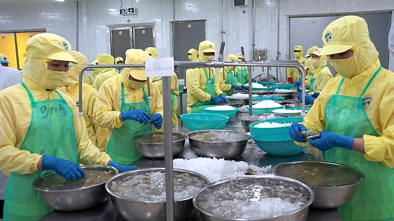 Processing shrimp for export at Camau Seafood Processing and Service Joint-Stock Corporation.