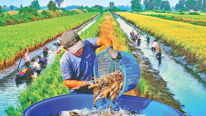 Farmers harvest shrimps on a rice paddy in Ca Mau Province. (Photo: Van Doi)