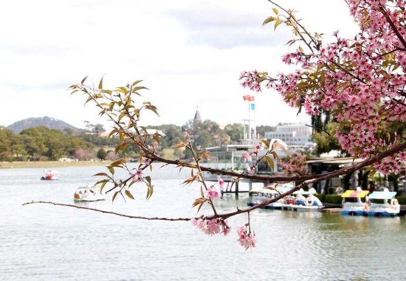Charming spring atmosphere abounds in Da Lat