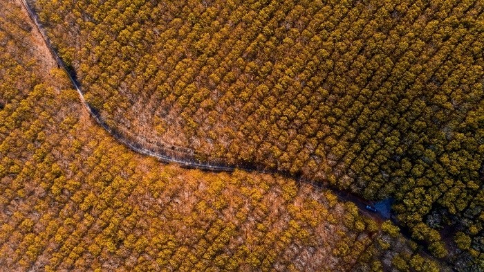 An aerial view of the rubber forest in leaf changing season.